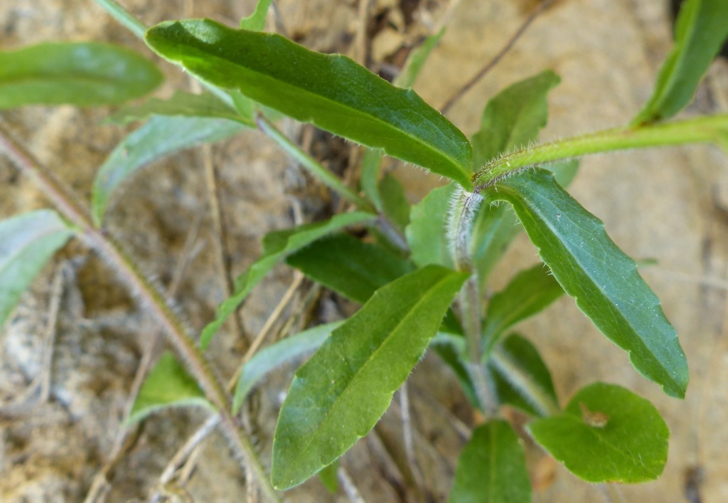 Wahlenbergia gloriosa (hero image)