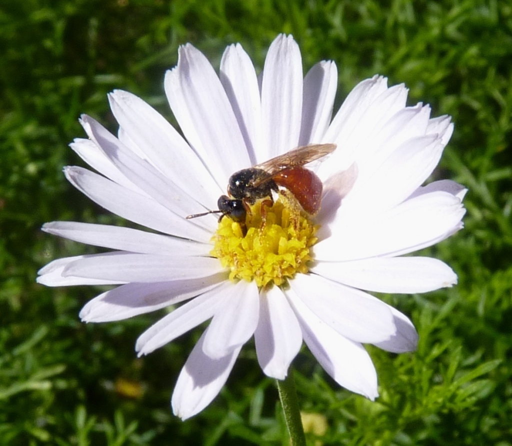 Brachyscome multifida (hero image)