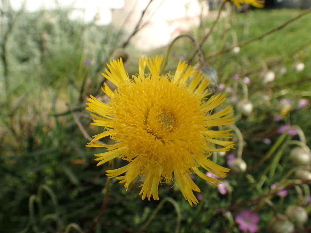 Podolepis linearifolia (hero image)