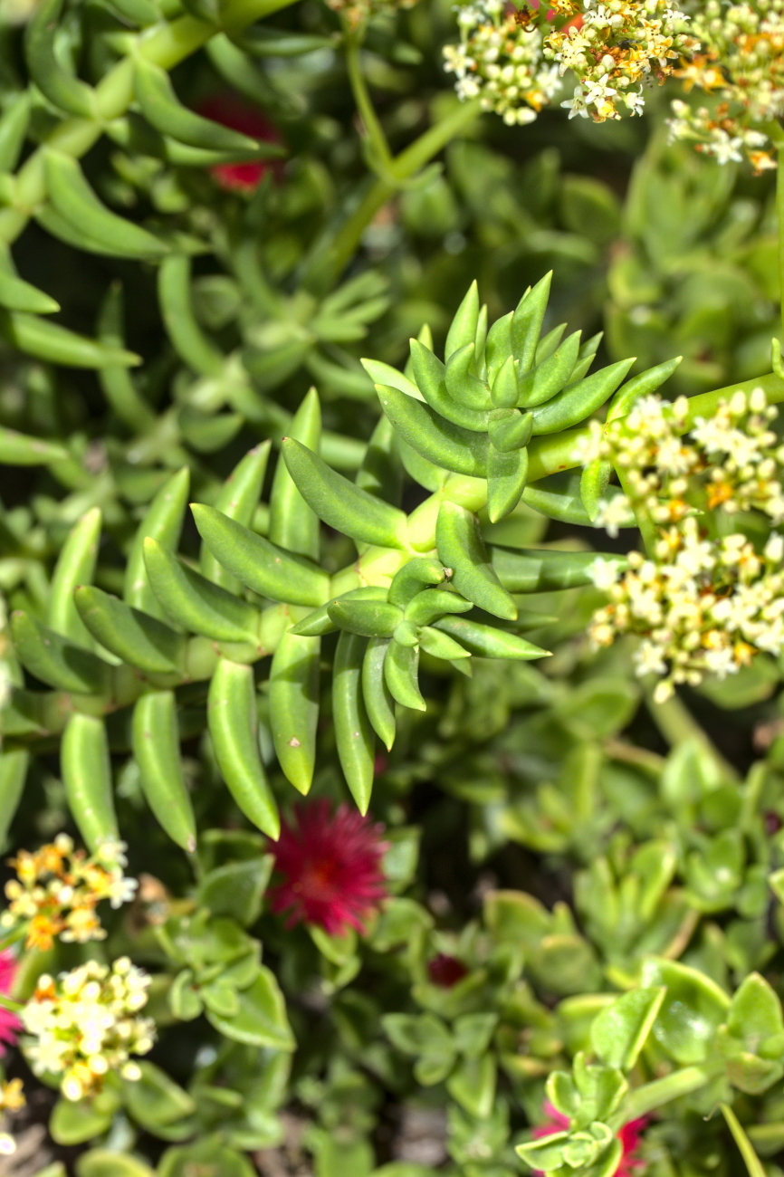 Crassula tetragona subsp. robusta (hero image)