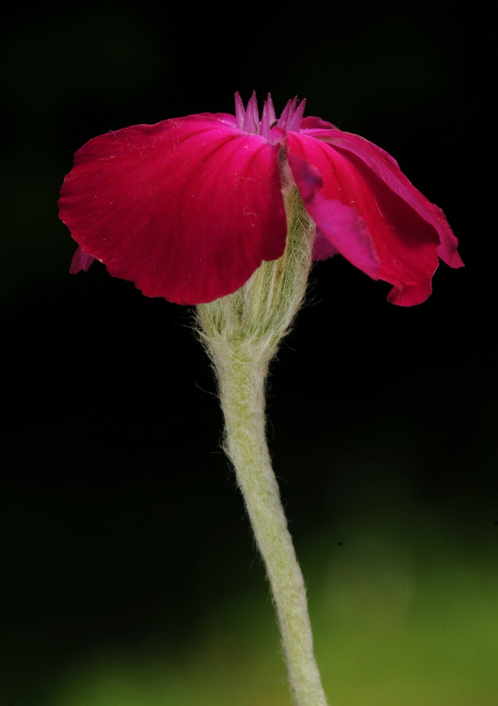 Silene coronaria (hero image)