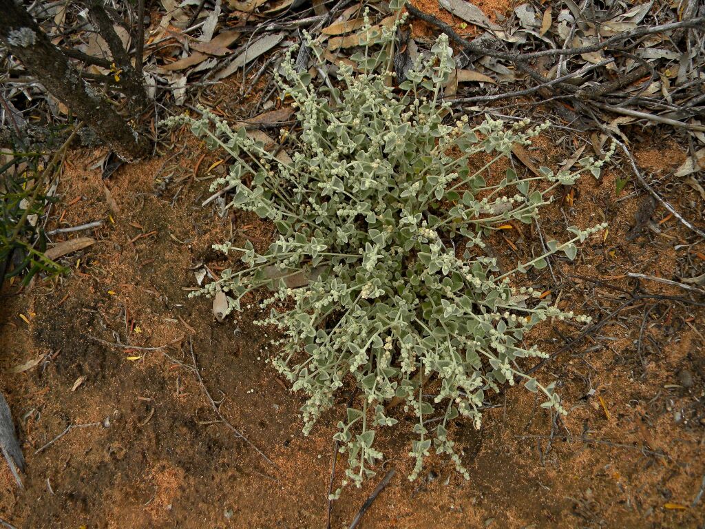 Chenopodium desertorum subsp. desertorum (hero image)