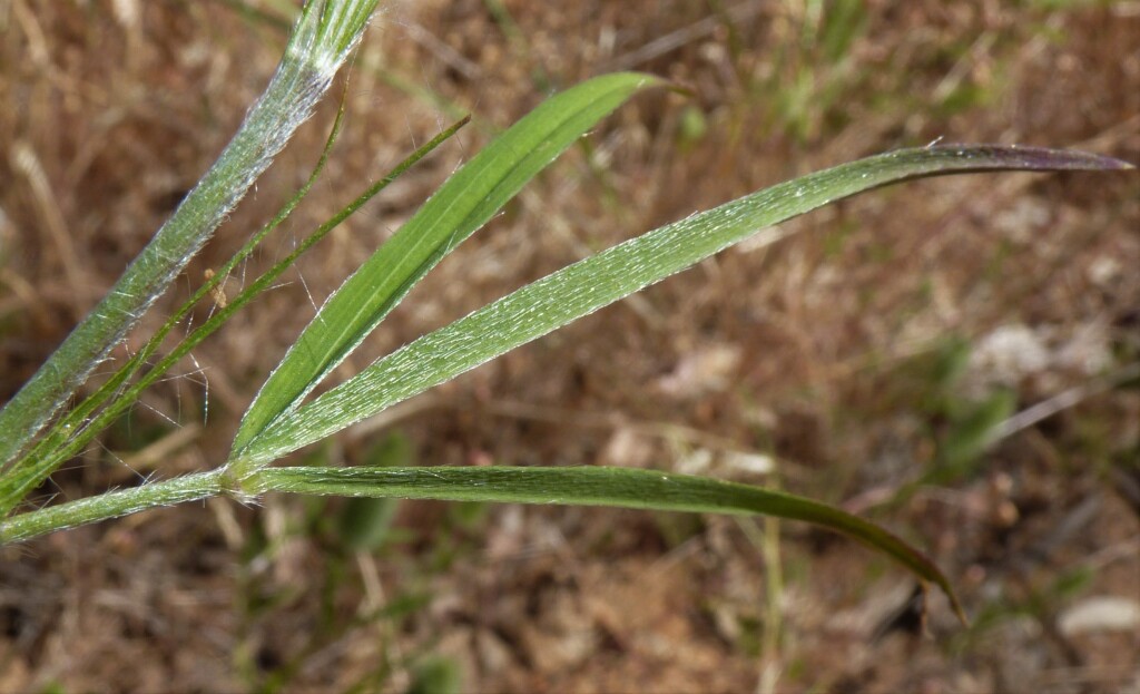 Trifolium angustifolium var. angustifolium (hero image)