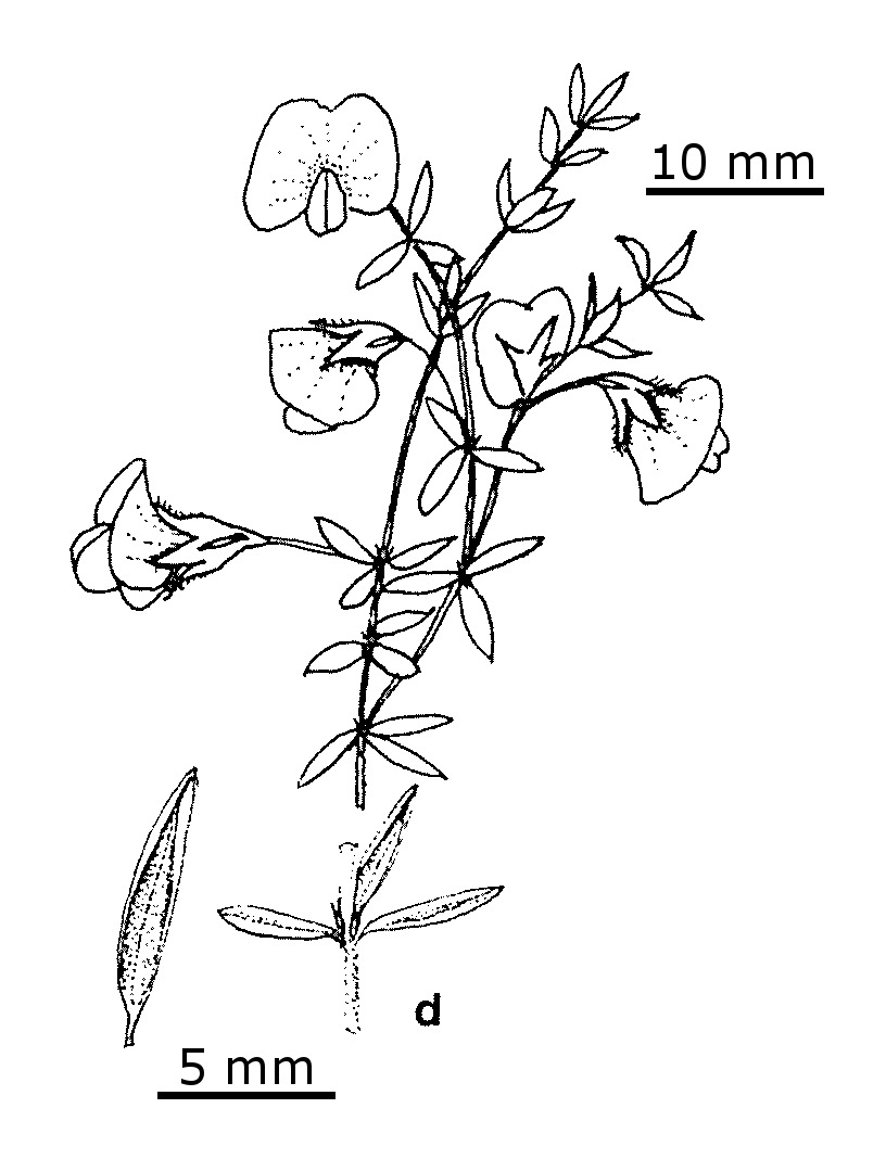 Pultenaea tenella (hero image)