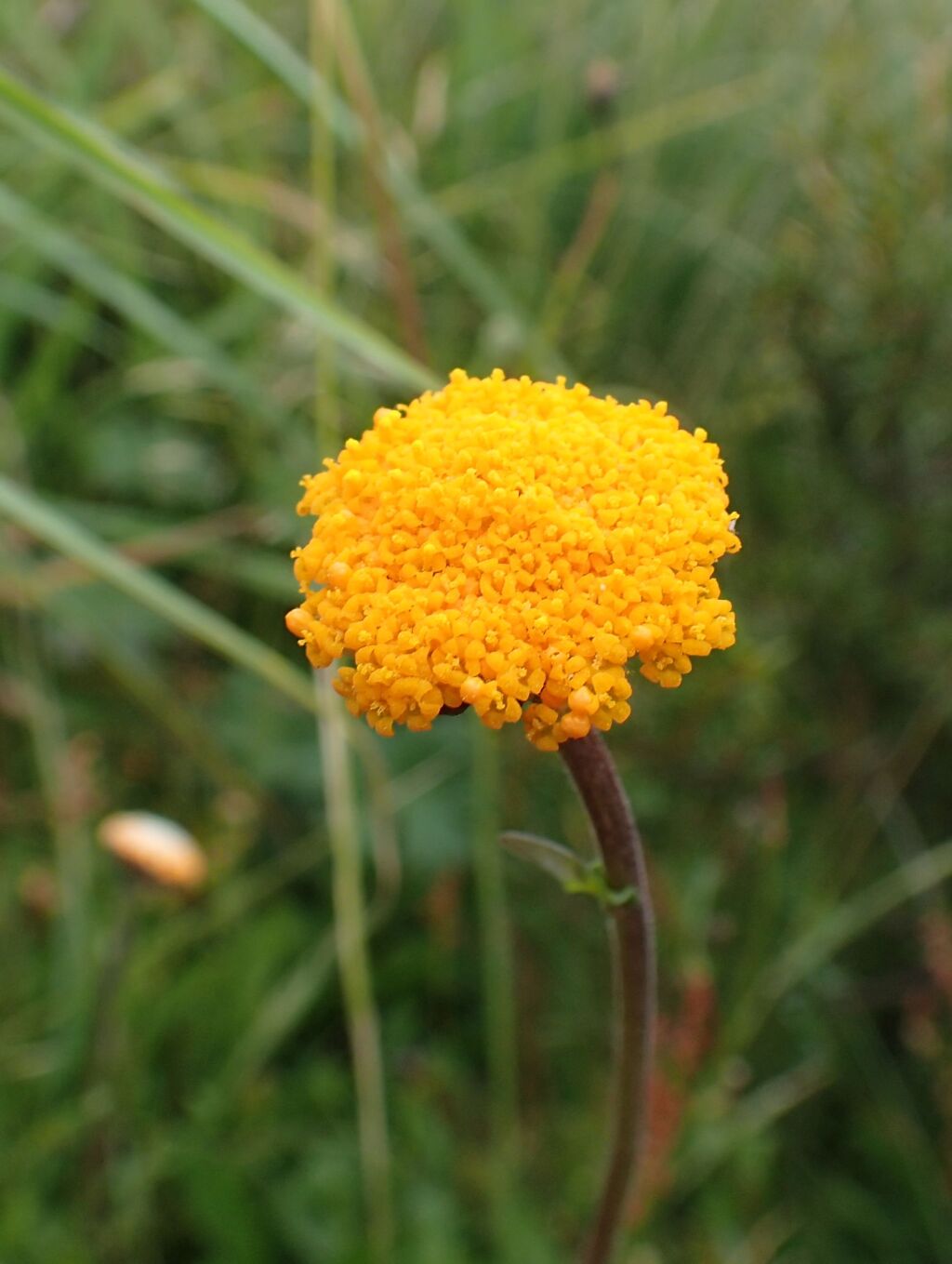 Craspedia sylvestris (hero image)