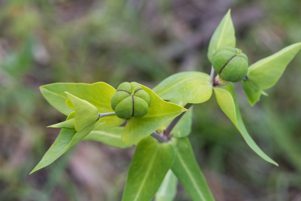 Euphorbia lathyris (hero image)