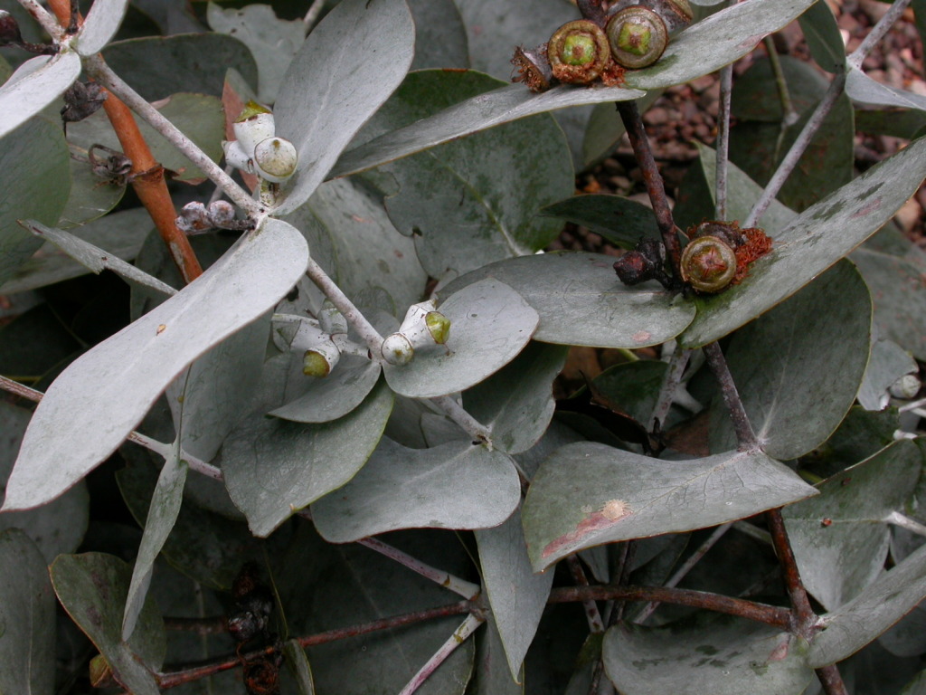 Eucalyptus conspicua (hero image)