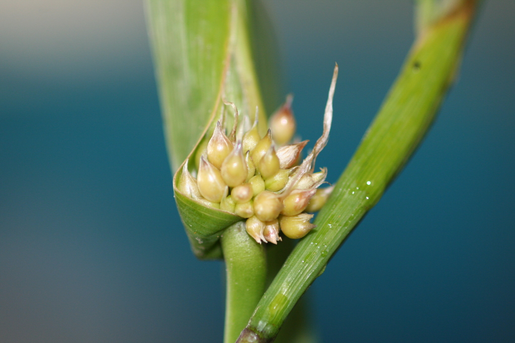 Moraea miniata (hero image)