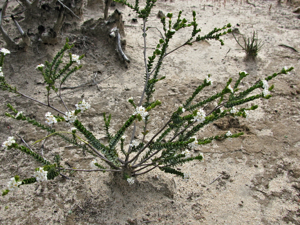 Pimelea flava subsp. dichotoma (hero image)