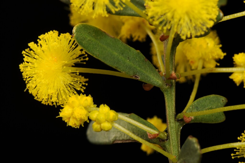 Acacia acinacea (hero image)
