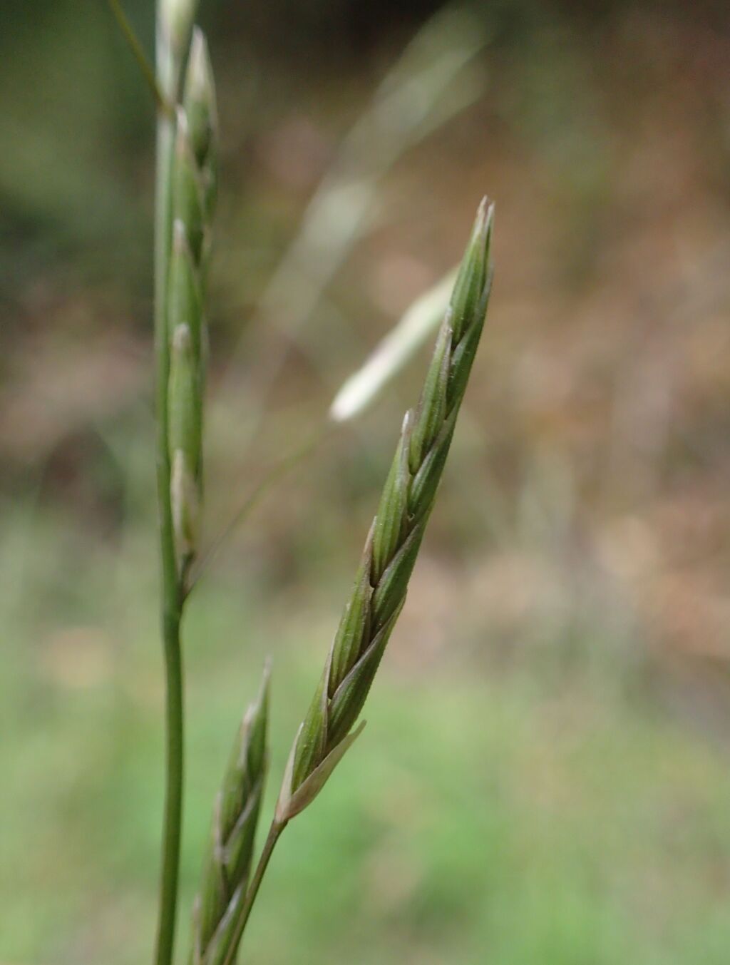 Glyceria fluitans (hero image)