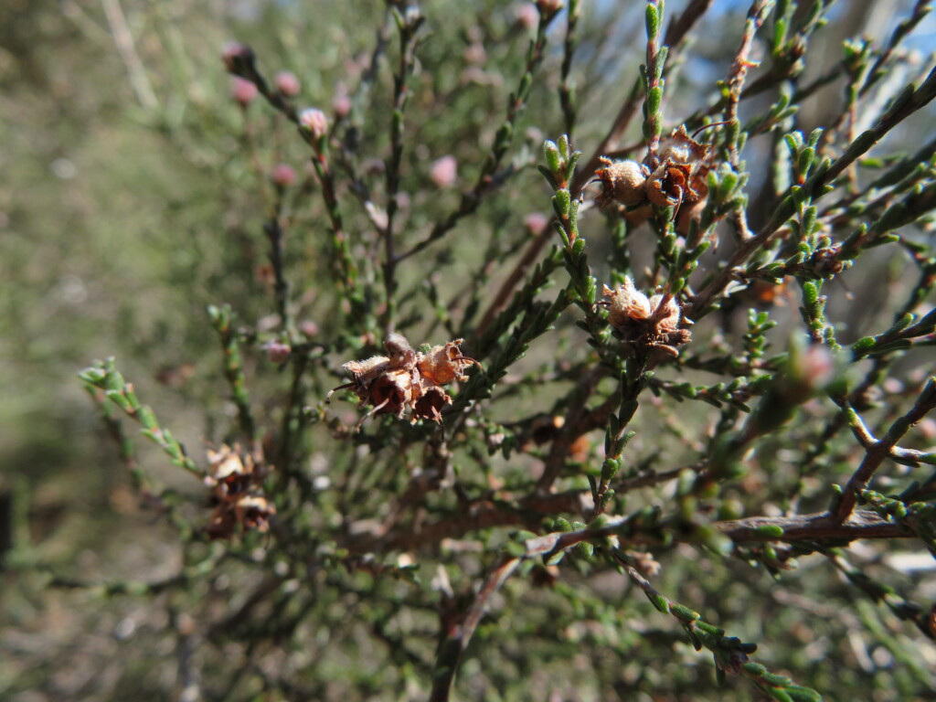 Kunzea parvifolia (hero image)