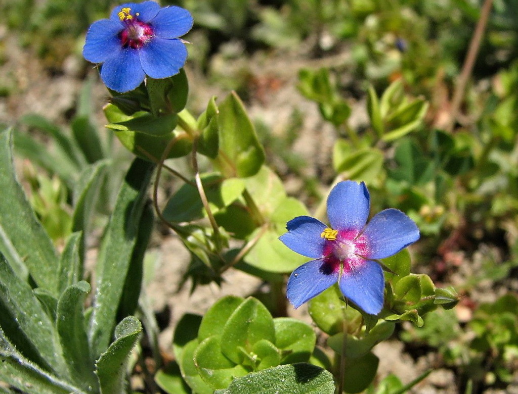 Lysimachia (hero image)