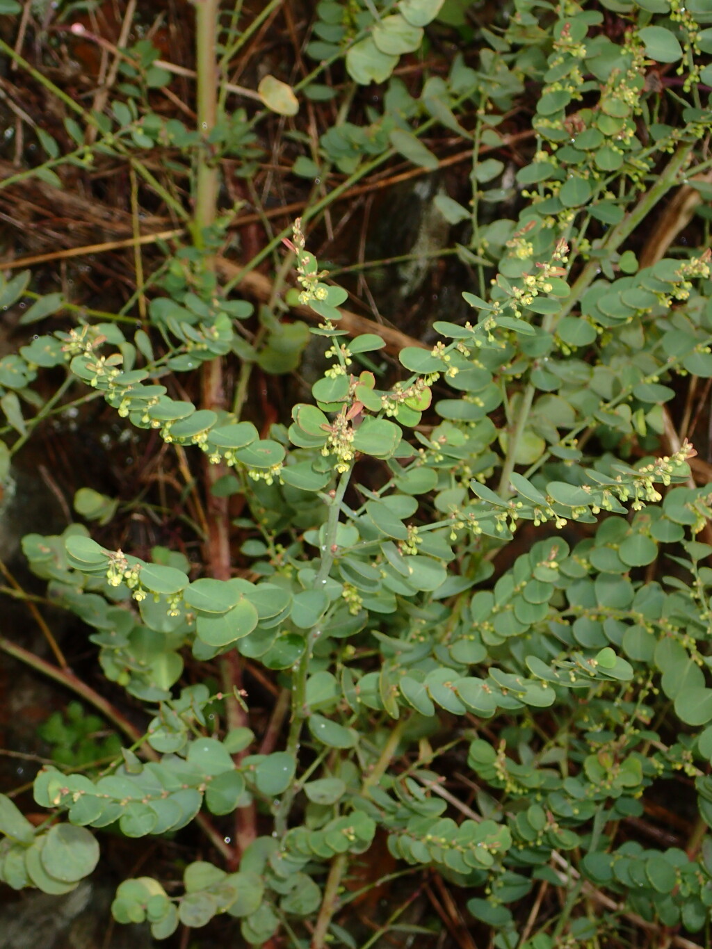 Phyllanthus gunnii (hero image)