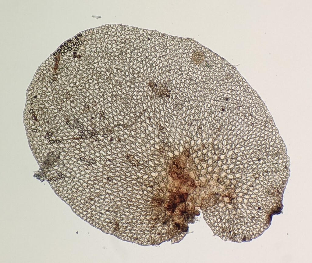 Frullania incumbens (hero image)