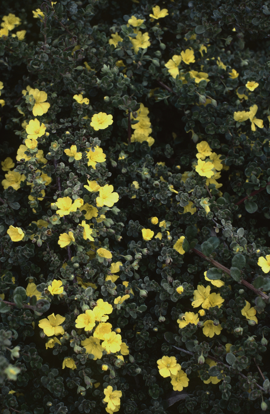 Hibbertia truncata (hero image)