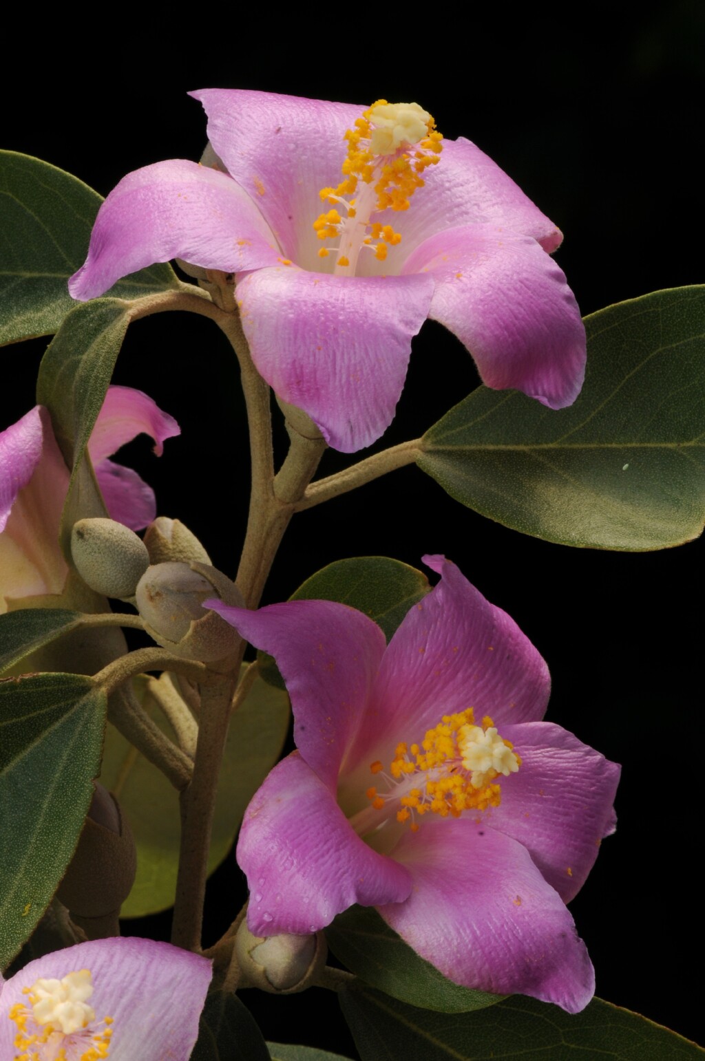 Lagunaria patersonia (hero image)