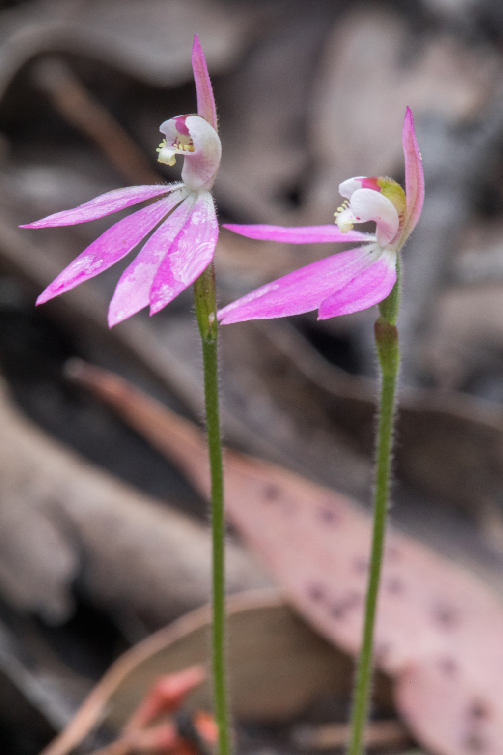 Caladenia carnea (hero image)