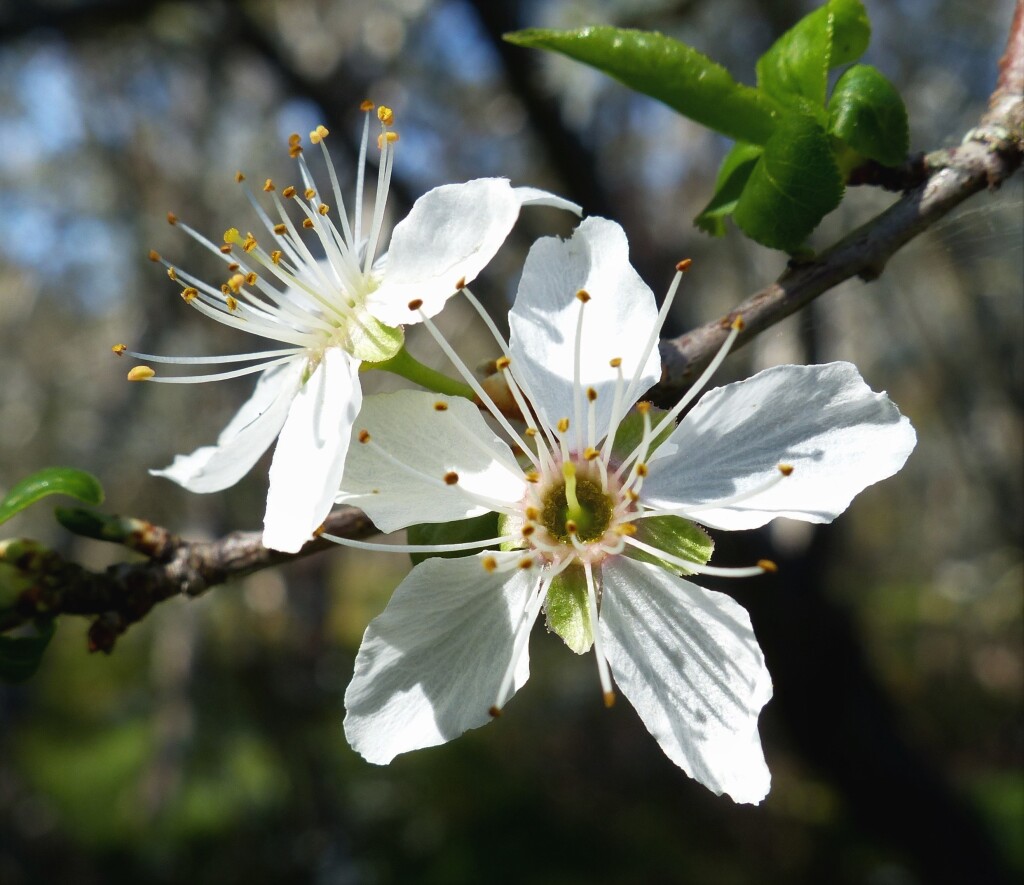 Prunus cerasifera (hero image)