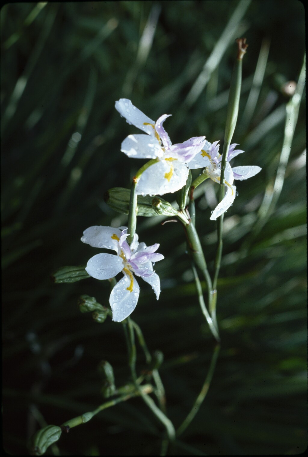 Dietes iridioides (hero image)