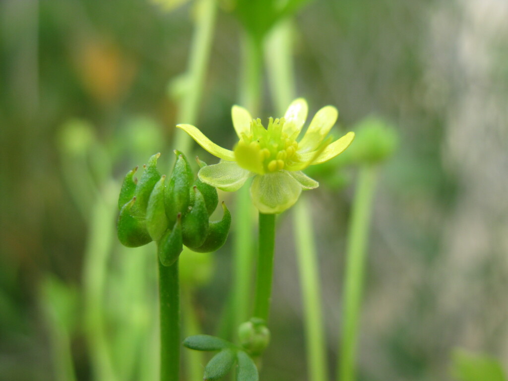 Ranunculus amphitrichus (hero image)