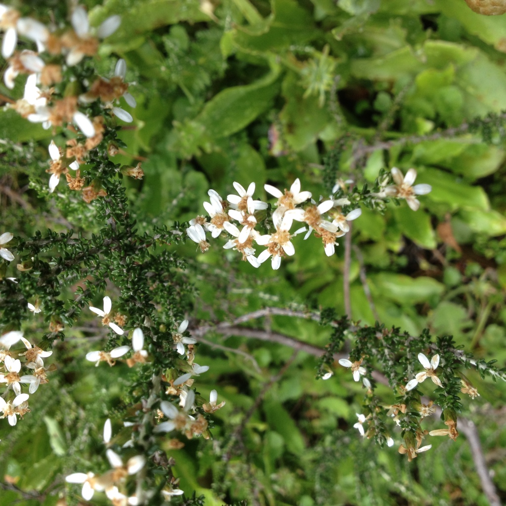 Olearia algida (hero image)