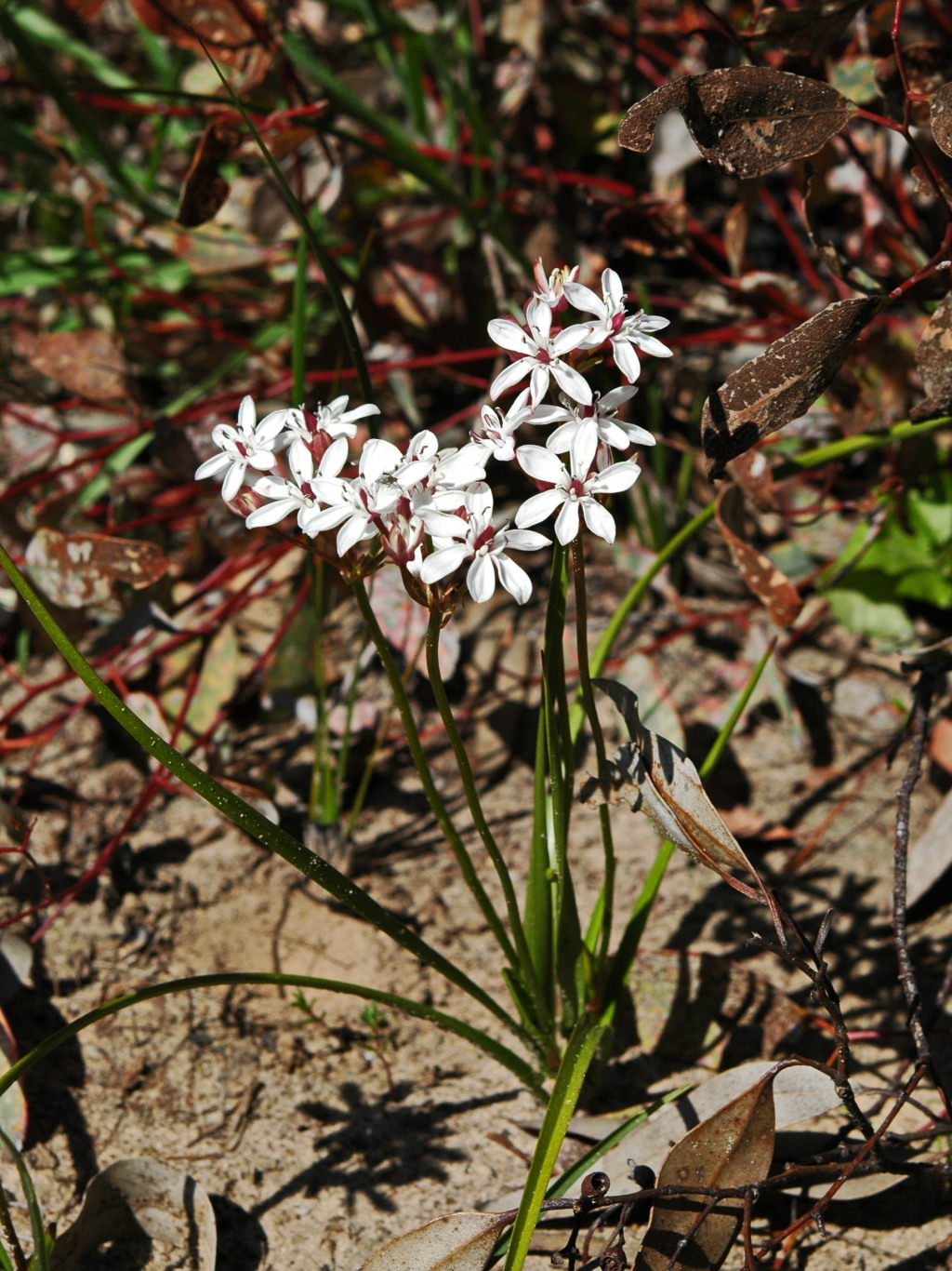 Burchardia umbellata (hero image)