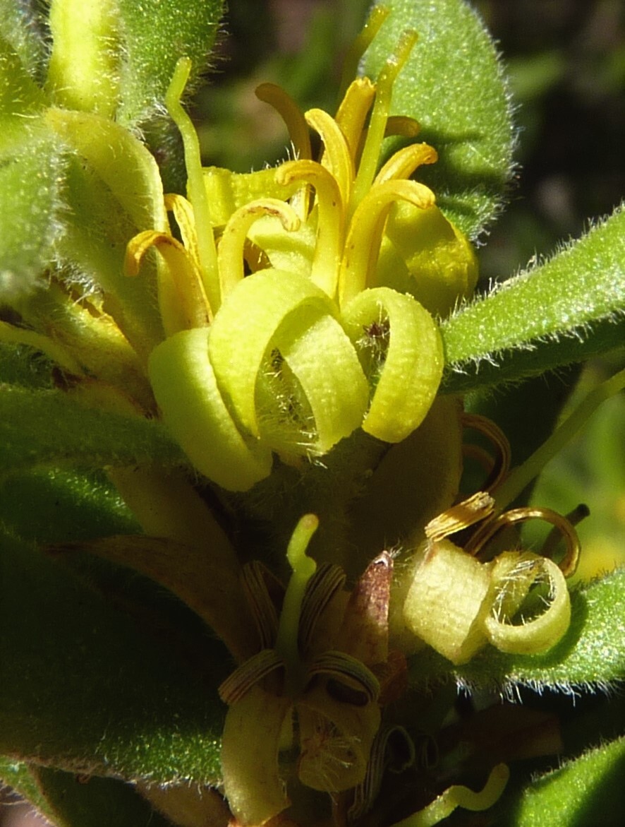 Persoonia rigida (hero image)