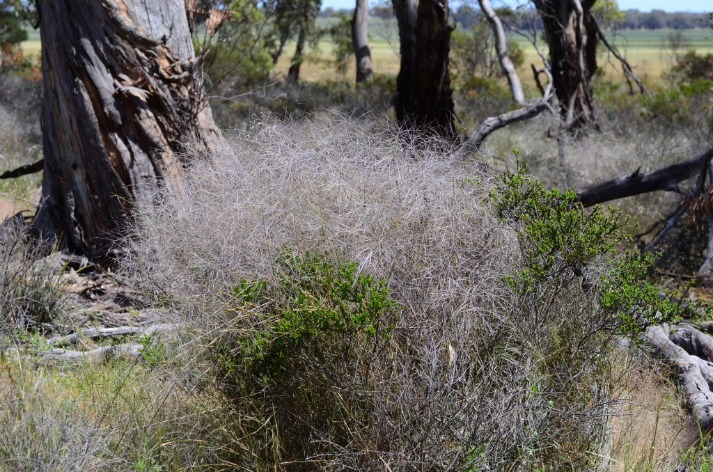 Austrostipa elegantissima (hero image)