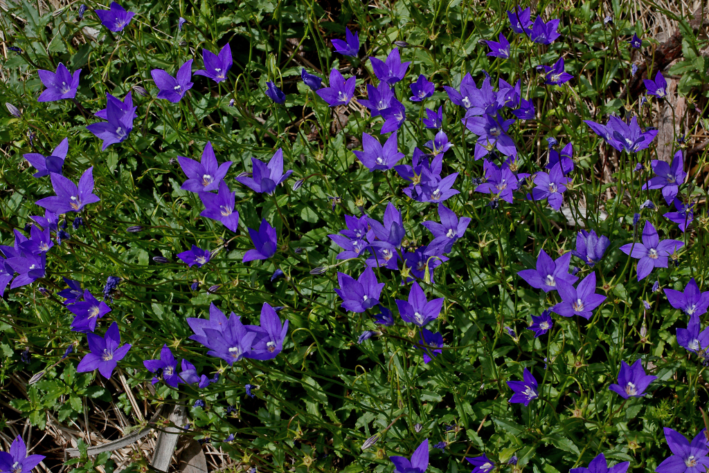 Wahlenbergia gloriosa (hero image)