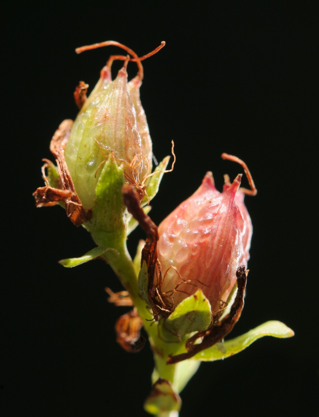 Hypericum perforatum (hero image)