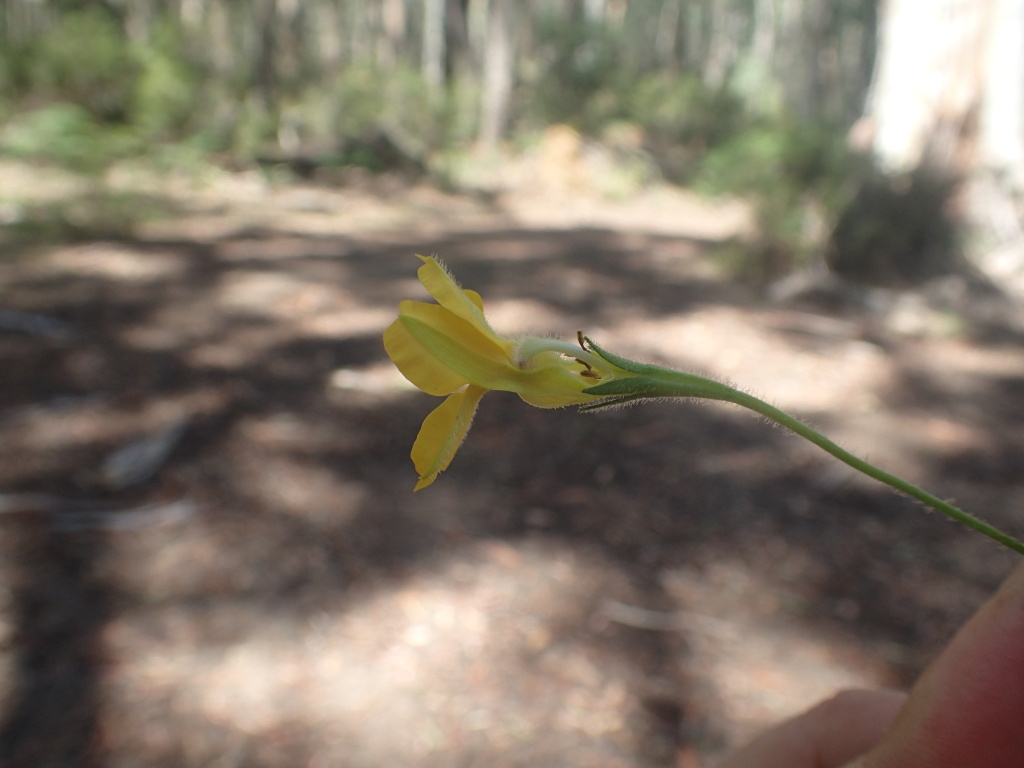 Goodenia elongata (hero image)