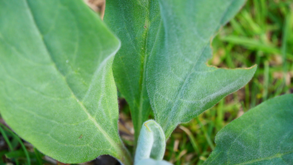 Cynoglossum creticum (hero image)