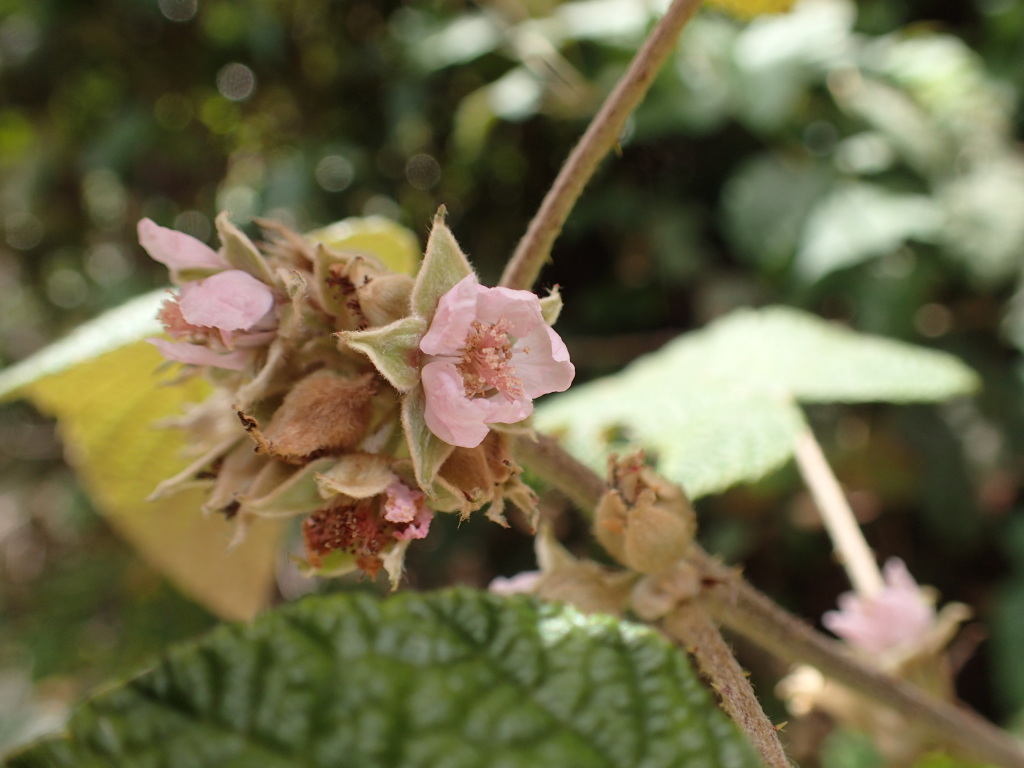 Rubus moluccanus (hero image)