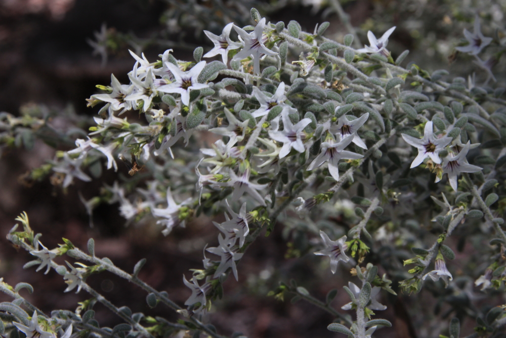 Cyphanthera albicans (hero image)