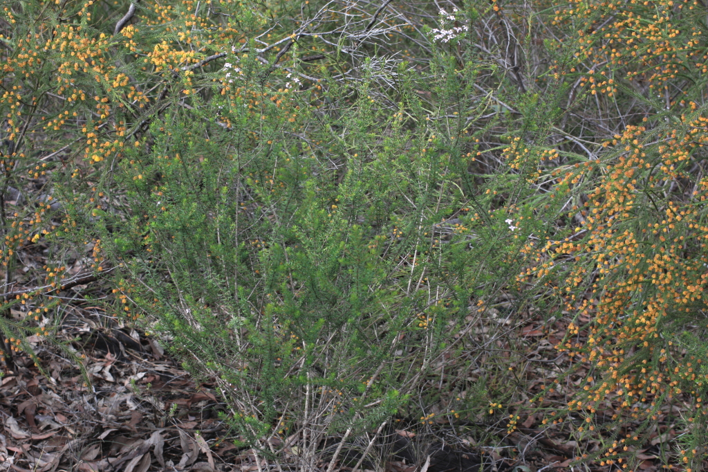 Zieria aspalathoides subsp. aspalathoides (hero image)