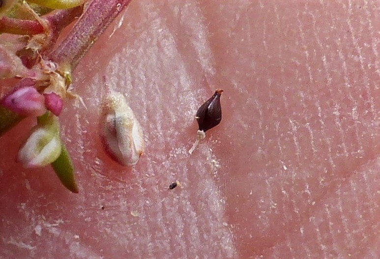 Polygonum plebeium (hero image)