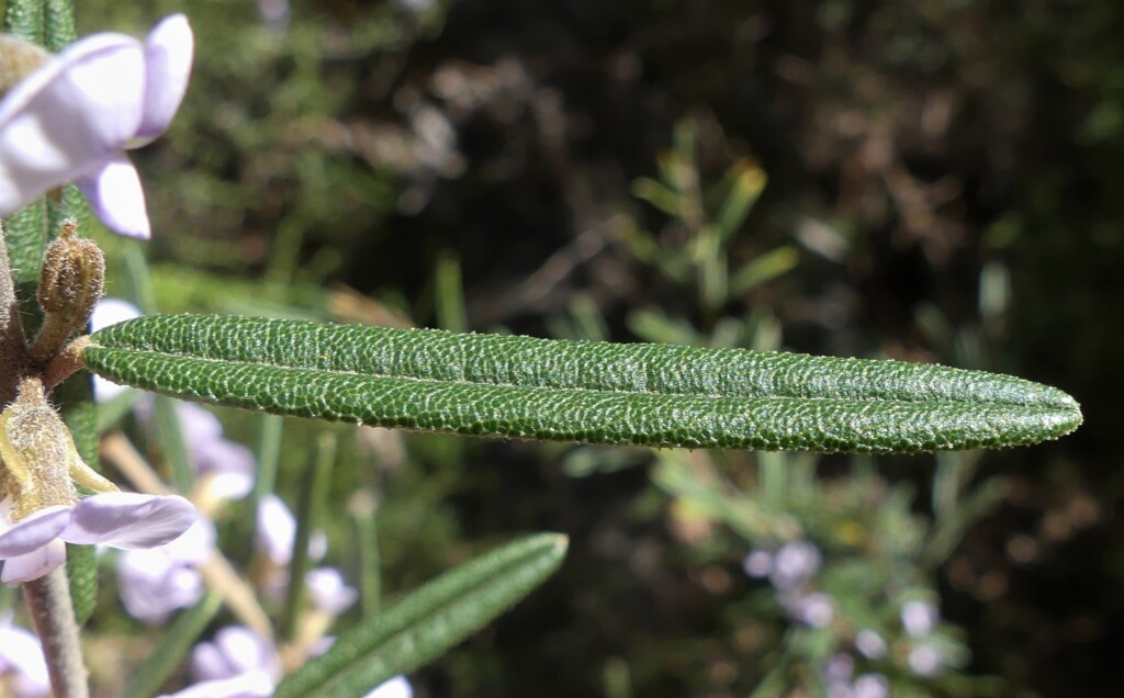 Hovea asperifolia (hero image)