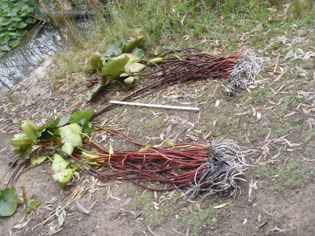 Nymphaeaceae (hero image)