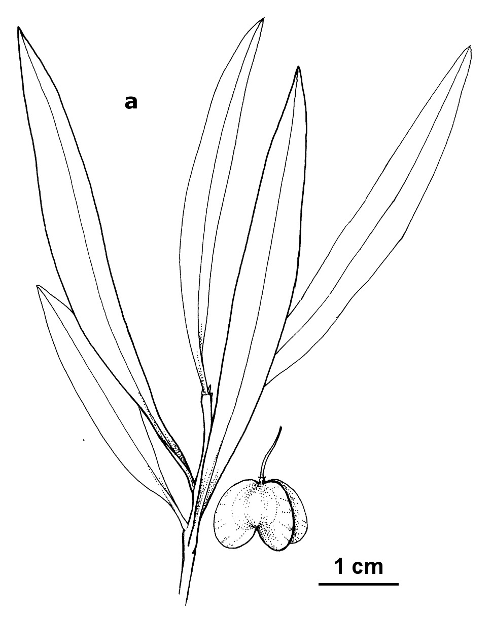 Dodonaea viscosa subsp. angustifolia (hero image)