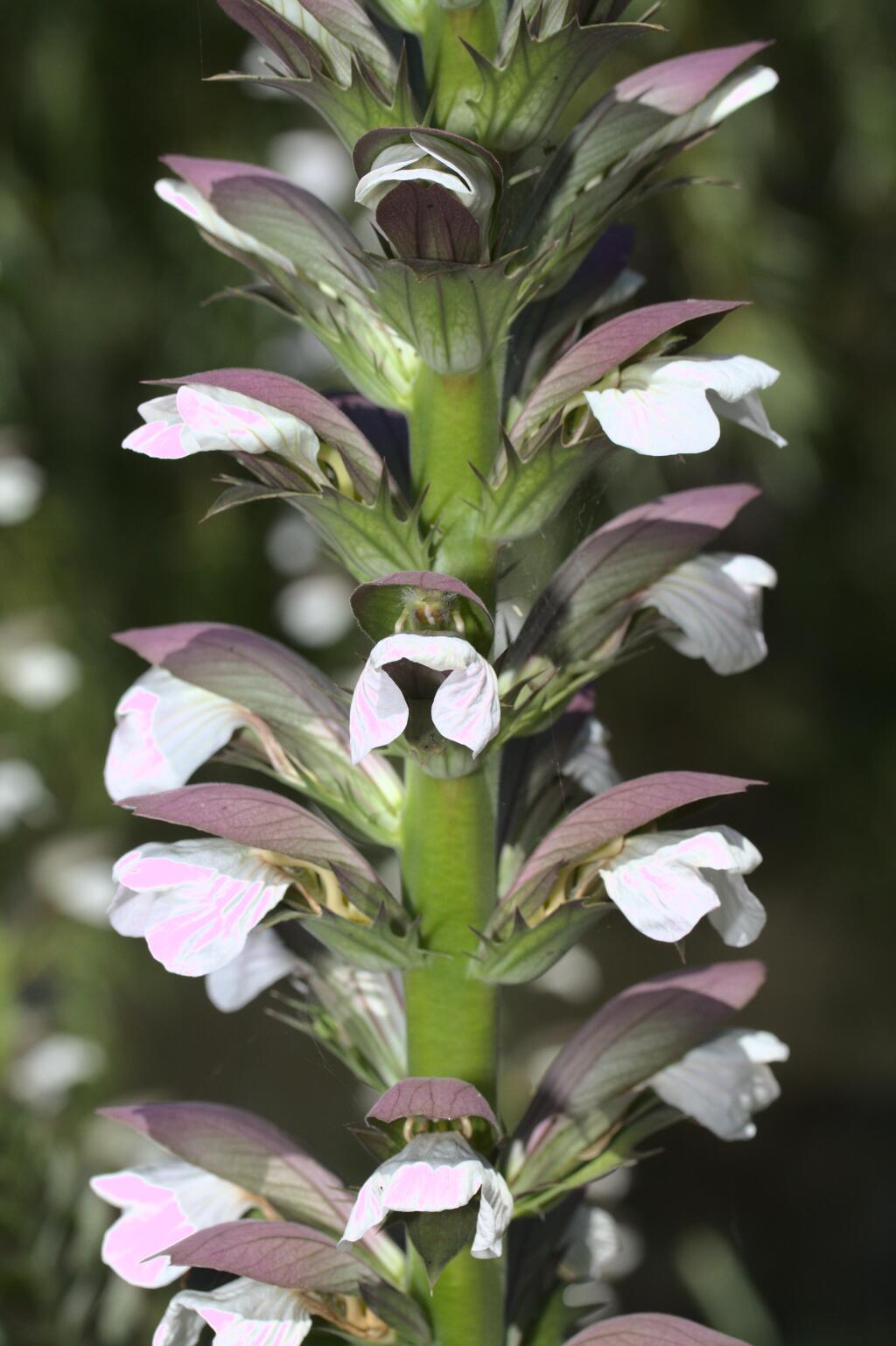 Acanthus mollis (hero image)