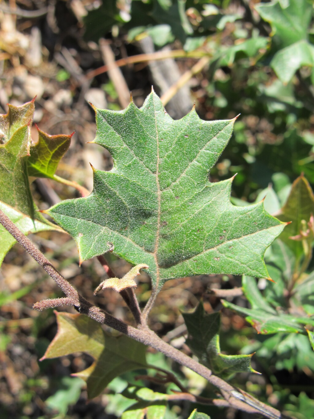 Grevillea dryophylla (hero image)