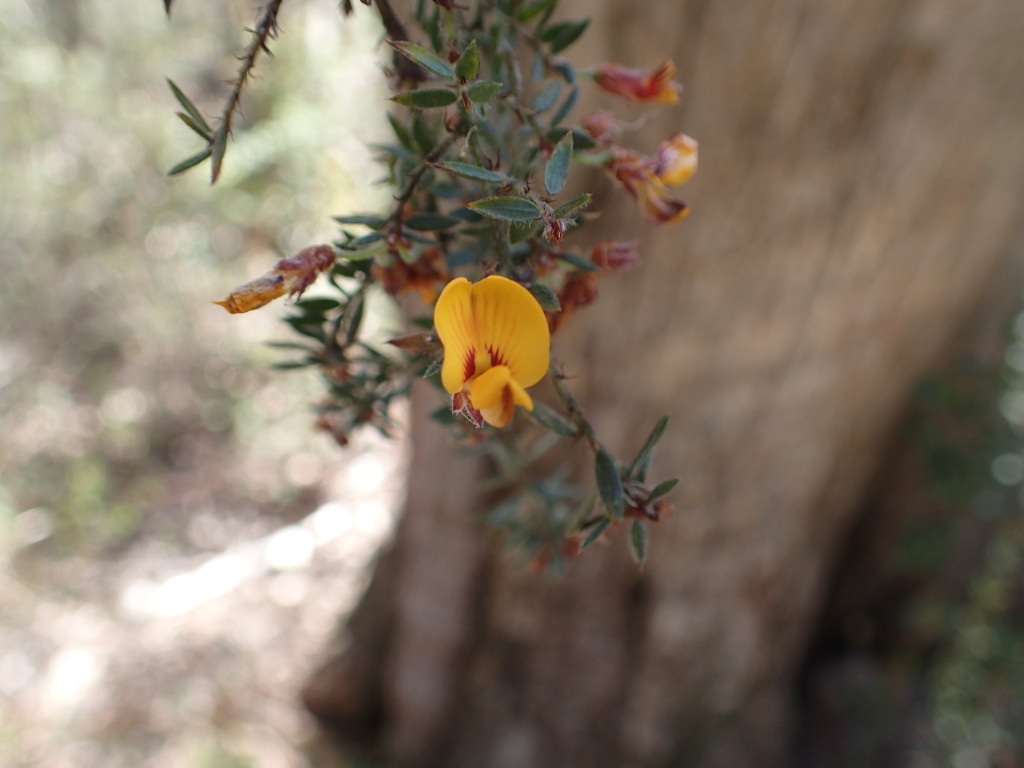 Pultenaea vrolandii (hero image)