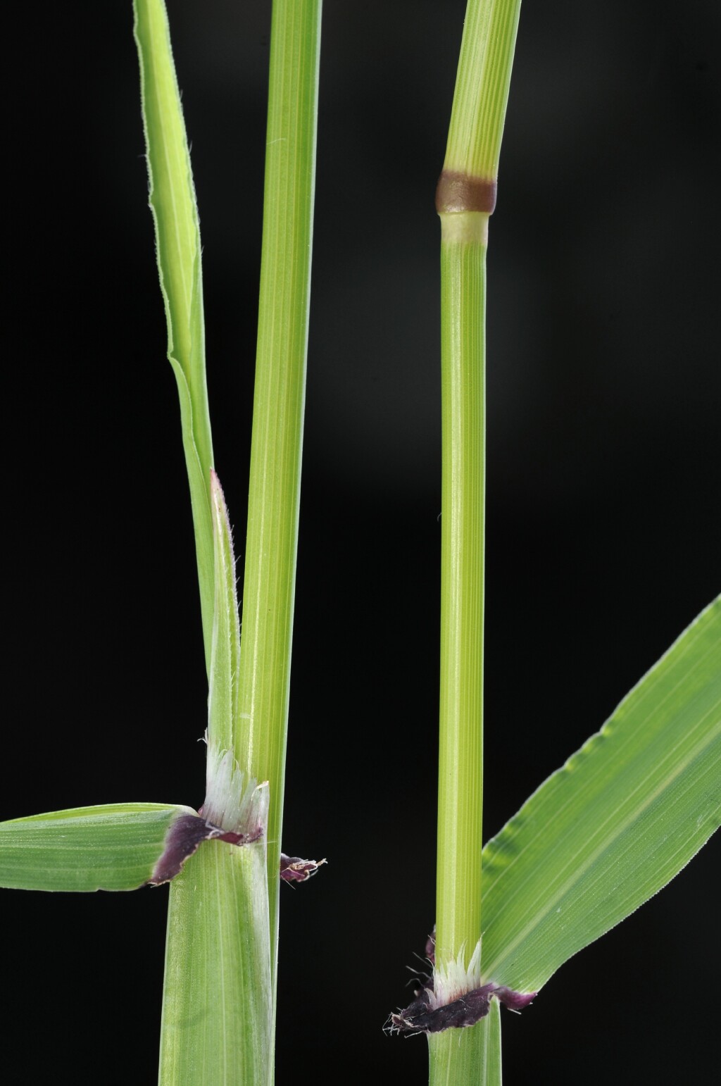 Ehrharta longiflora (hero image)