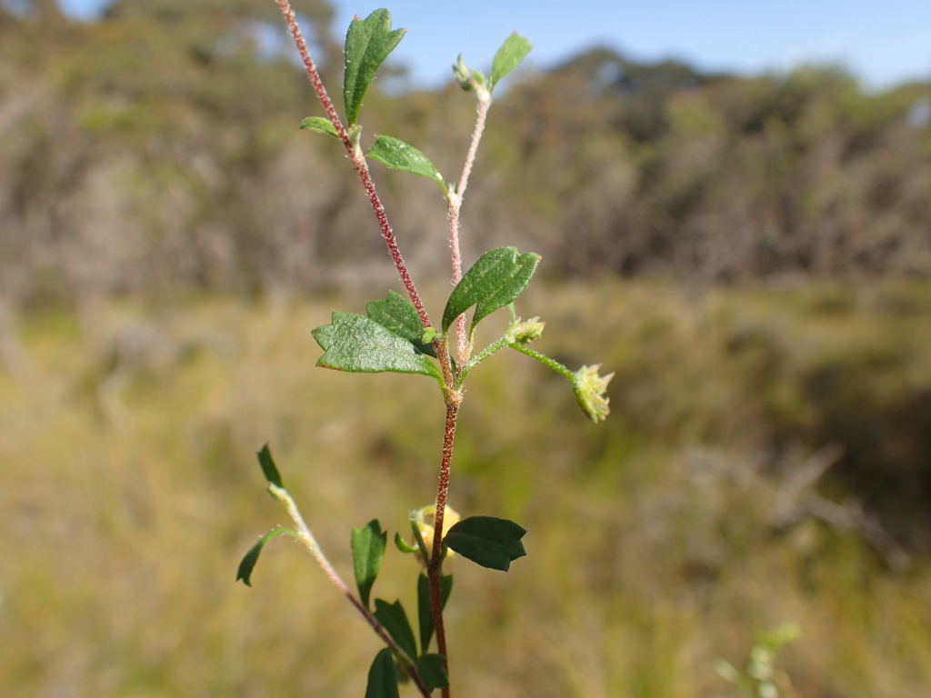 Xanthosia tridentata (hero image)