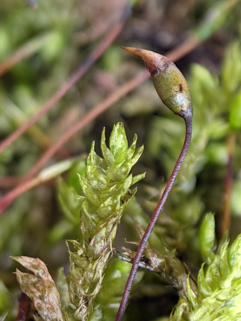 Brachytheciaceae (hero image)