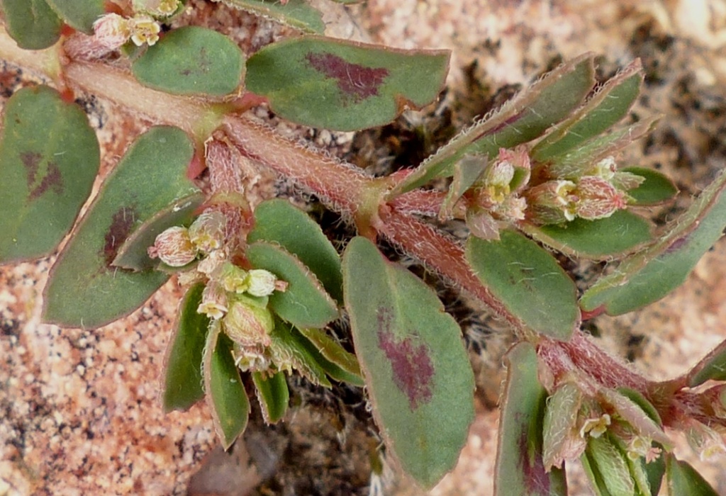 Euphorbia maculata (hero image)