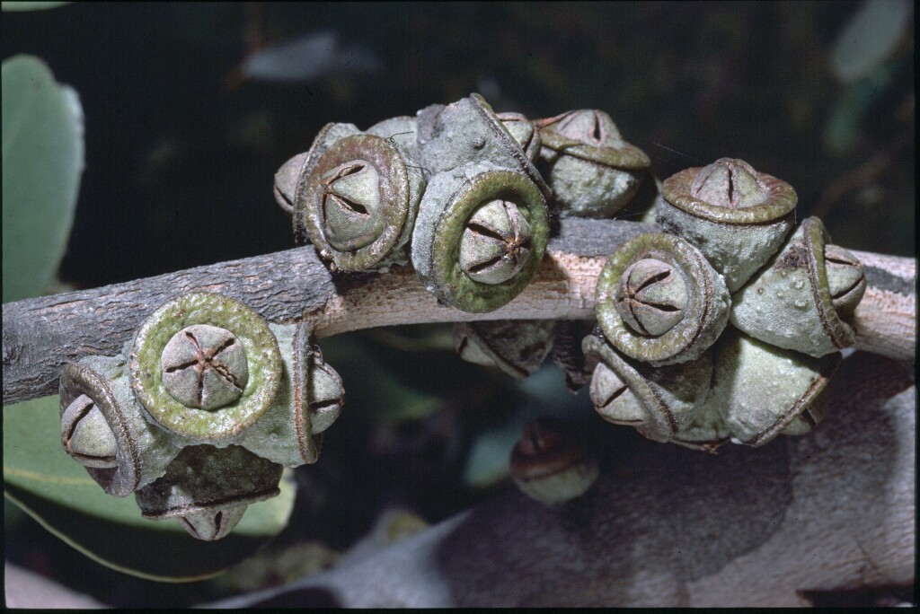 Eucalyptus verrucata (hero image)