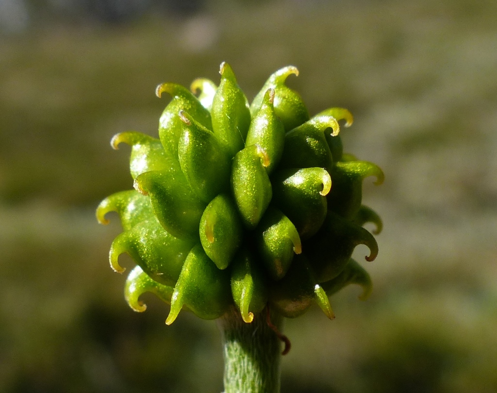 Ranunculus scapiger (hero image)