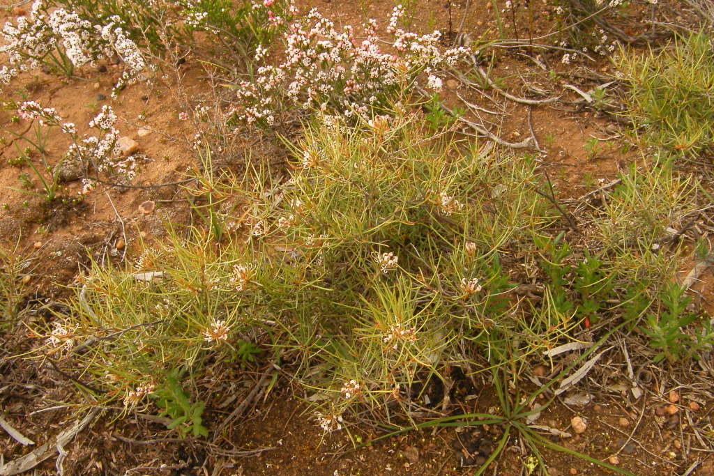 Grevillea micrantha (hero image)